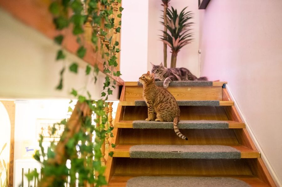 Budapest: Cat Museum Budapest Entry Ticket - The Jungle Room: Cat Biology, Breeds, and Practical Understanding