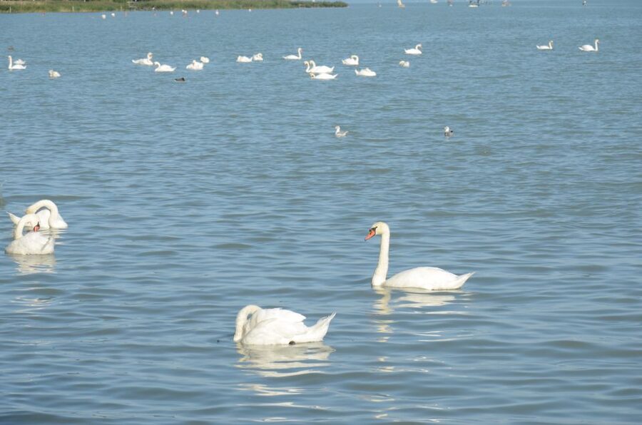Budapest: Lake Balaton and Herend Full-Day Private Tour - Who This Private Tour Makes the Most Sense For