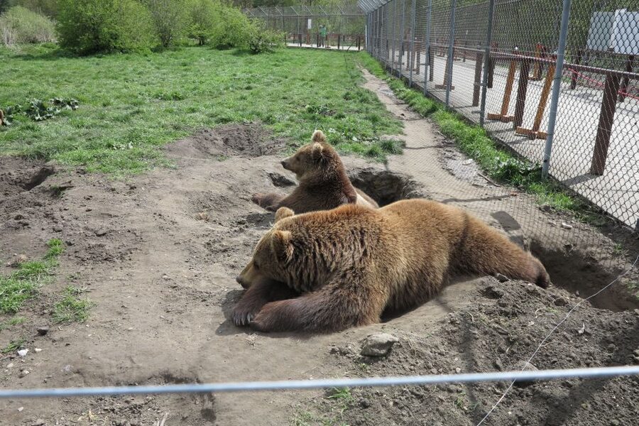 Budapest: Transport & Guided Tour of Bear and Wolf Sanctuary - Key Things You Will Like