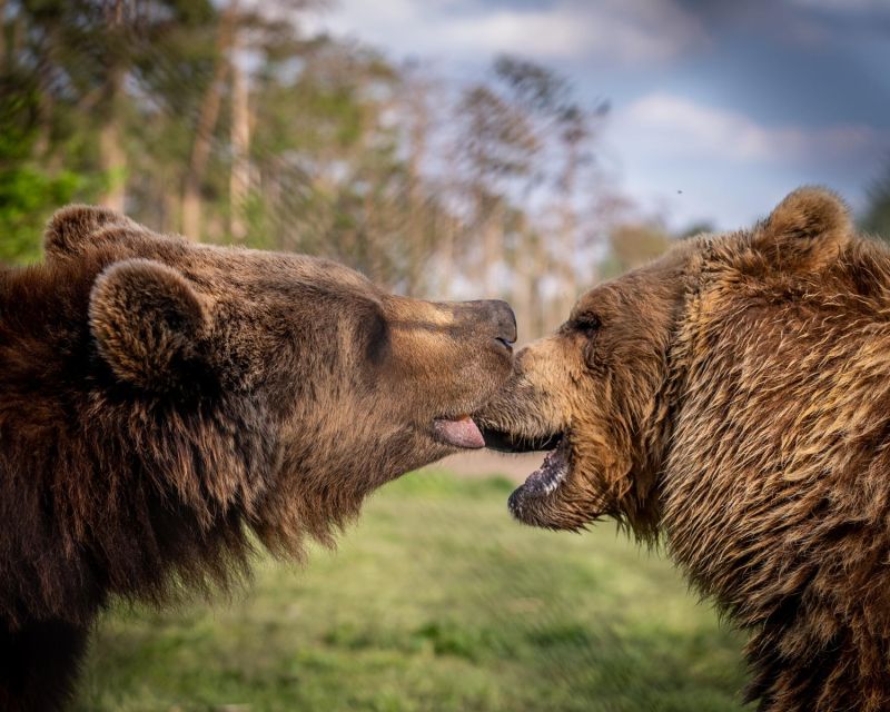 Budapest: Transport & Guided Tour of Bear and Wolf Sanctuary - FAQ