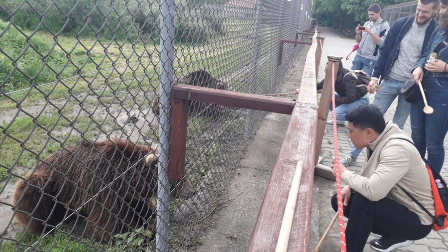 Budapest: Transport & Guided Tour of Bear and Wolf Sanctuary - Getting There From Batthyány tér, and Why the Van Ride Matters
