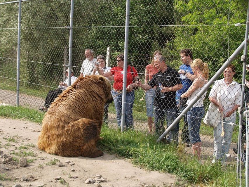 Budapest: Transport & Guided Tour of Bear and Wolf Sanctuary - The Guided Animal Talk: Brown vs Grizzly and Bear Safety That Actually Helps
