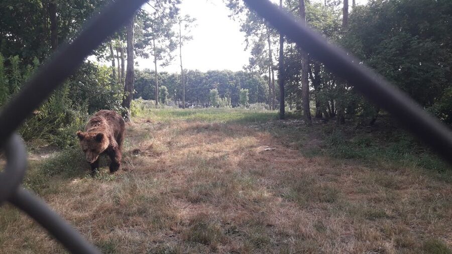 Budapest: Transport & Guided Tour of Bear and Wolf Sanctuary - Wildlife Viewing Pace: Finding Bears, Wolves, and Other Animals