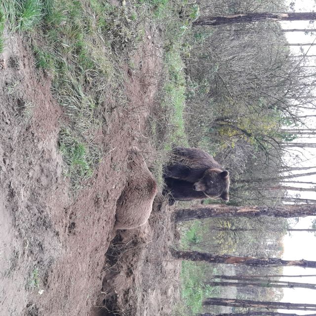 Budapest: Transport & Guided Tour of Bear and Wolf Sanctuary - Who This Tour Fits Best (and Who Might Want to Rethink It)