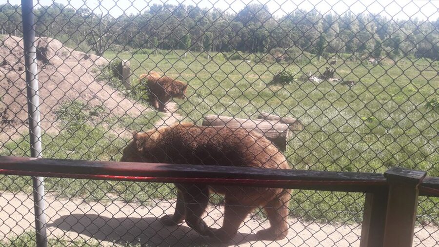 Budapest: Transport & Guided Tour of Bear and Wolf Sanctuary - Should You Book This Bear and Wolf Sanctuary Tour?