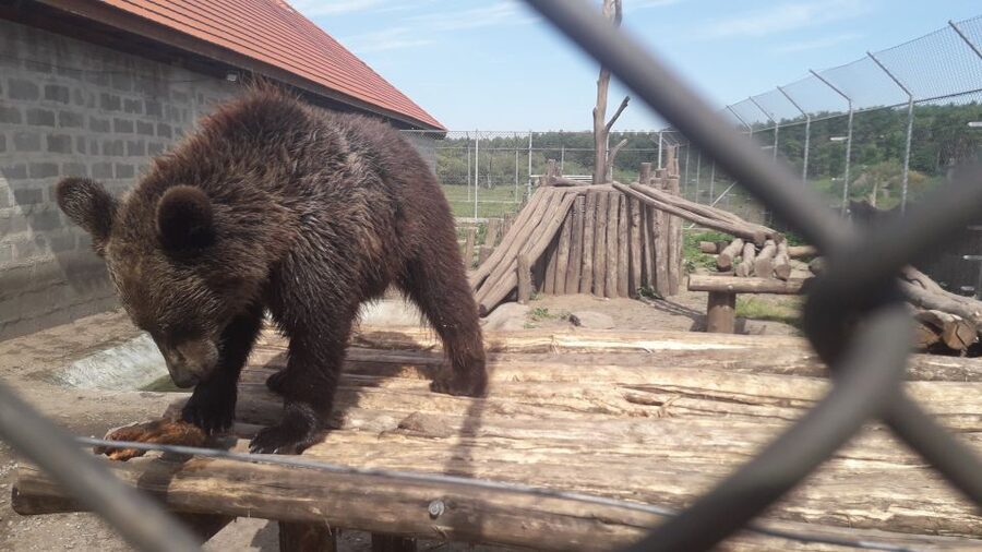Budapest: Transport & Guided Tour of Bear and Wolf Sanctuary - The Sanctuary Layout: Fence Time and Enclosure Walking