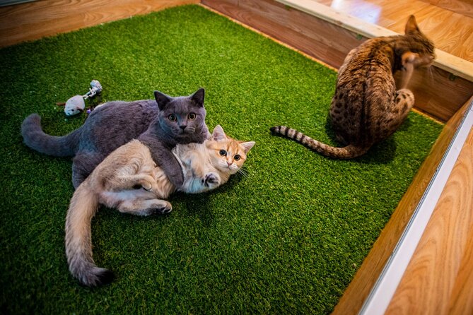 Cat Museum Budapest Entry Ticket - Cat Museum Budapest in 5 key takeaways