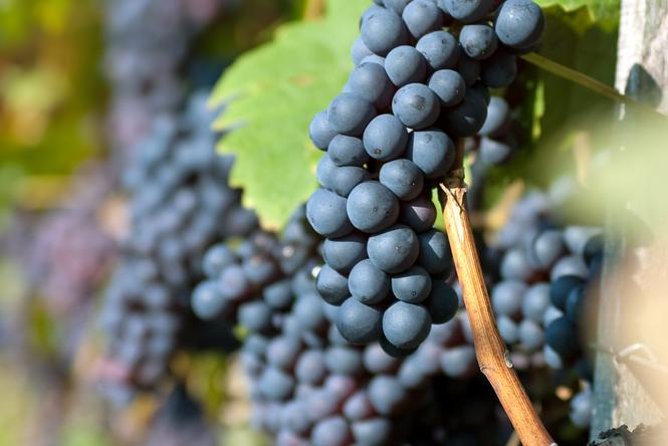 Countryside Half-day Gastro-Wine Tour from Budapest Meal & pickup - Duration and Timing: How to Plan Your Day in Budapest