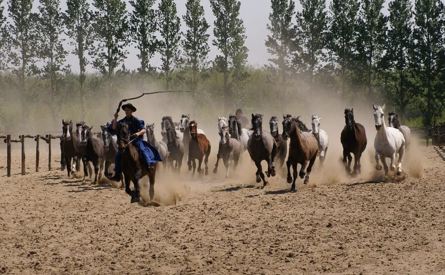 Countryside ranch, horse show & lunch - Who Should Book This Ranch, Horse Show, and Lunch Tour