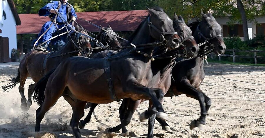 Countryside ranch, horse show & lunch - Why a Horse Show on a Working Ranch Beats a Ticketed Spectacle