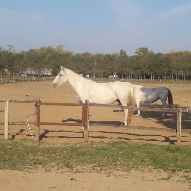 Countryside ranch, horse show & lunch - Getting Your Money’s Worth: Price vs. What You Actually Get