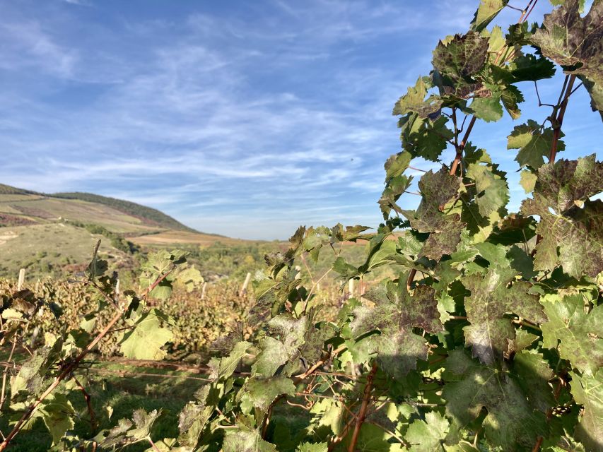 Eger: Countryside, Culture, and Wine Private Tour - Price and value check: where the $300 per person goes