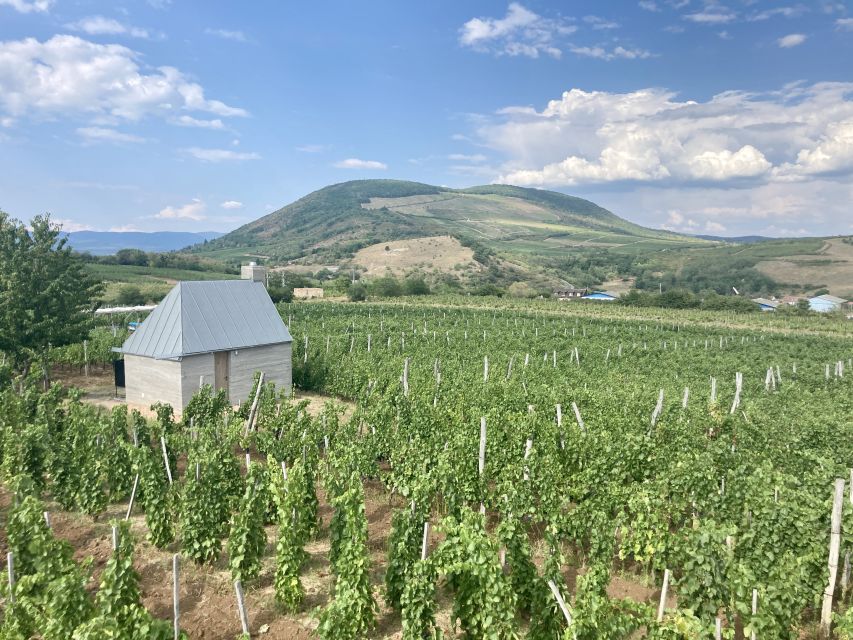 Eger: Countryside, Culture, and Wine Private Tour - Valley of the Beautiful Women wine tasting: how the cellar setting changes the taste