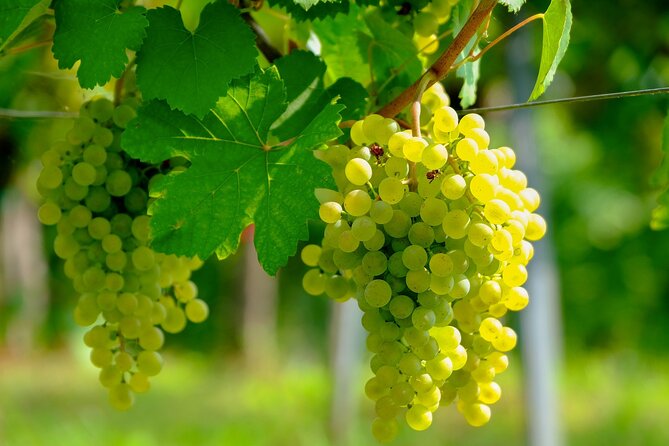 Etyek Private Half-Day Wine Tasting Tour from Budapest - Why Etyek is such an easy wine escape from Budapest
