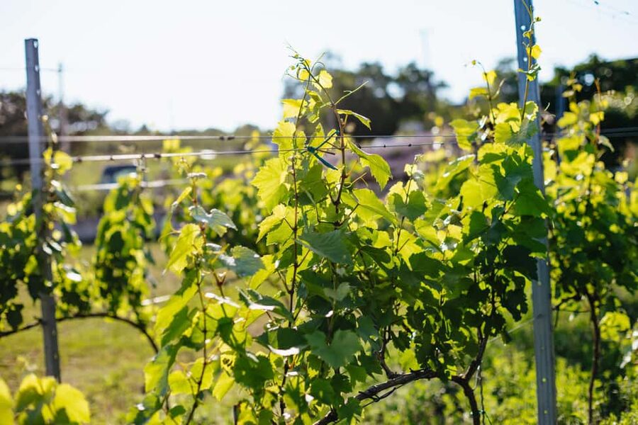 From Budapest: Etyek Wine Tasting Tour with 3-Course Meal - FAQ