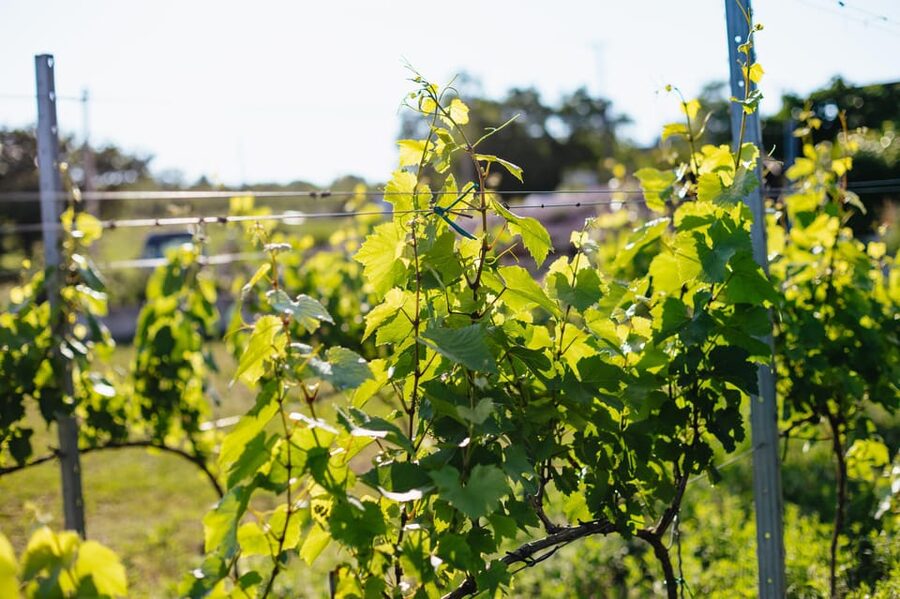 From Budapest: Etyek Wine Tasting Tour with 3-Course Meal - The 3-course farm lunch: classic Hungarian flavors that close the loop