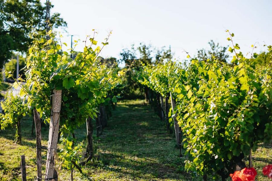 From Budapest: Etyek Wine Tasting Tour with 3-Course Meal - Who should book this Etyek tour, and who should skip it