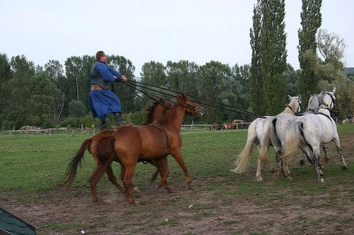 From Budapest: Puszta Horse Show and Countryside Visit - Why the Puszta horse show day feels different from Budapest