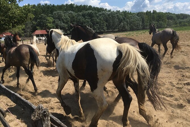 Horseshow on the Hungarian Puszta, private tour from Budapest with entry! - Who This Works Best For