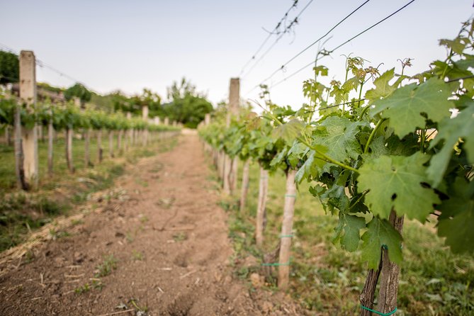 Lake Balaton Full Day Private Wine Tour - Lunch Included, and Why It Helps the Whole Day Make Sense