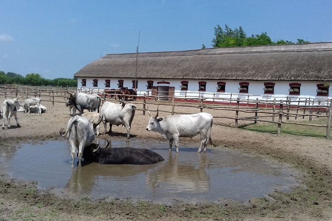 The "Puszta" Horse Show - Optional horseback ride: when it’s a smart add-on