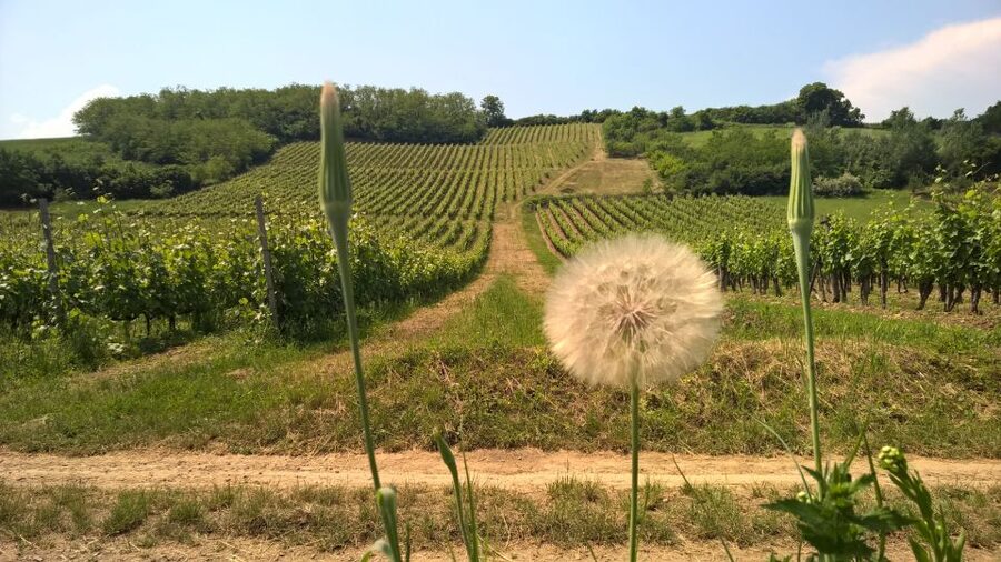 Tokaj: Vineyard Tour & Tasting - Snacks, the KALEIDOSCOPE bottle, and pacing your palate